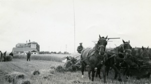Horses plowing field near Provincial Training School